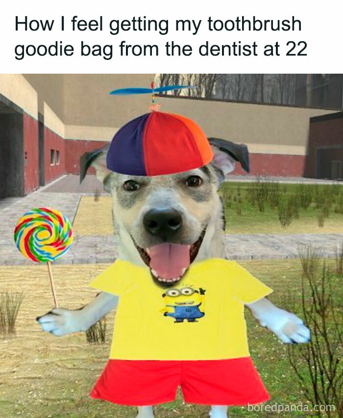 Funny nerdy meme showing a dog dressed in colorful clothes feeling excited about a dentist goodie bag at 22 years old.