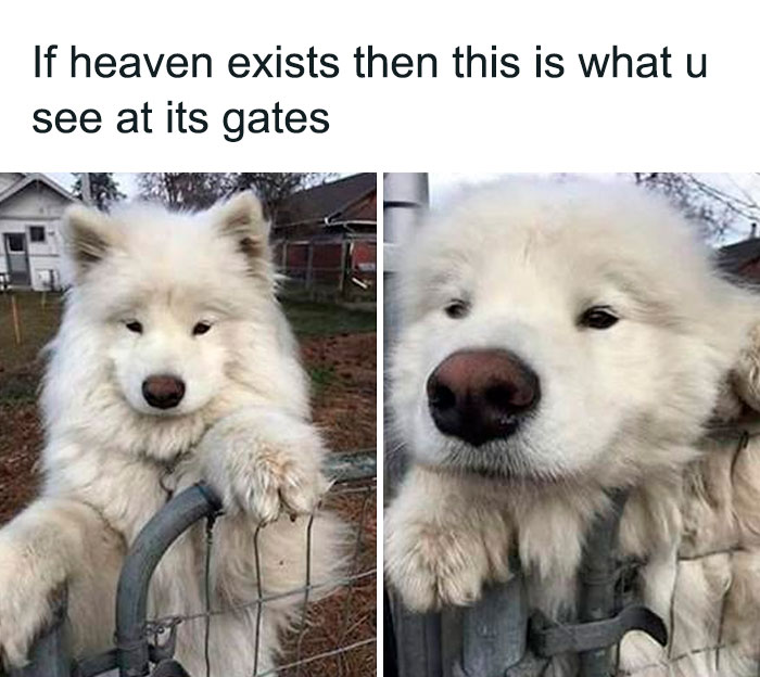 Two images of a fluffy white dog leaning over a gate, showcasing funny dog memes with relatable expressions.
