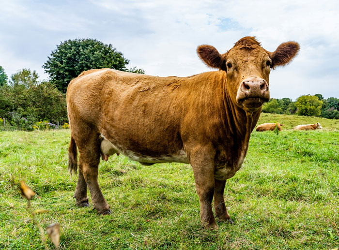 Brown cow standing in a green field showcasing real animal behaviors that are both strange and terrifying in nature.