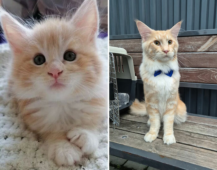 Fluffy orange kitten growing into a majestic cat with a blue bow tie, sitting on a wooden bench outdoors.