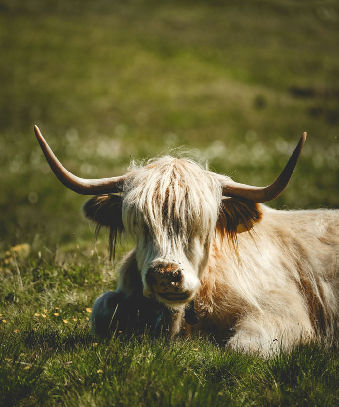 Highland cow resting in grass, showcasing real animal behaviors that are both strange and terrifying in nature.