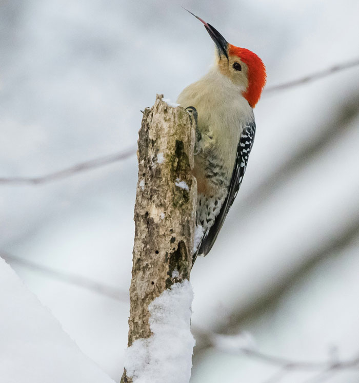 Woodpecker demonstrating real animal behaviors by pecking a snowy tree trunk in a natural winter setting.
