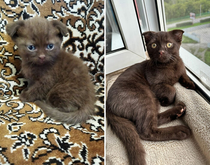 Side-by-side images showing a chocolate-colored kitten growing into a cat shared in cat grows group.