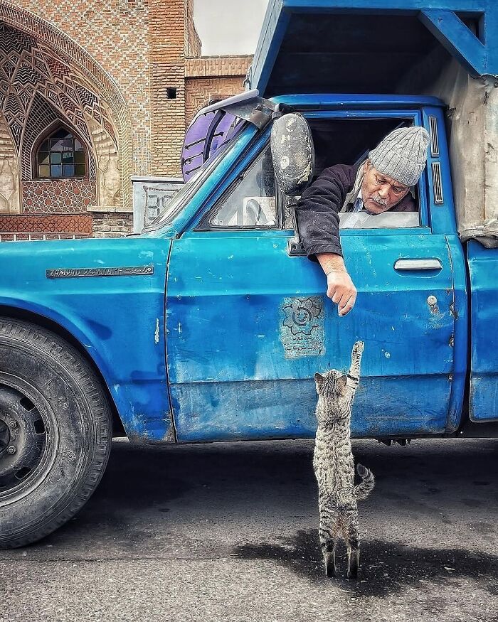 Man in a blue truck reaching out to a standing cat, a breathtaking animal photo capturing a tender moment.