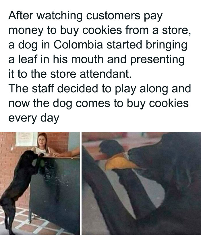 Black dog standing on hind legs at a counter and holding a leaf, a funny dog meme showing relatable dog behavior.