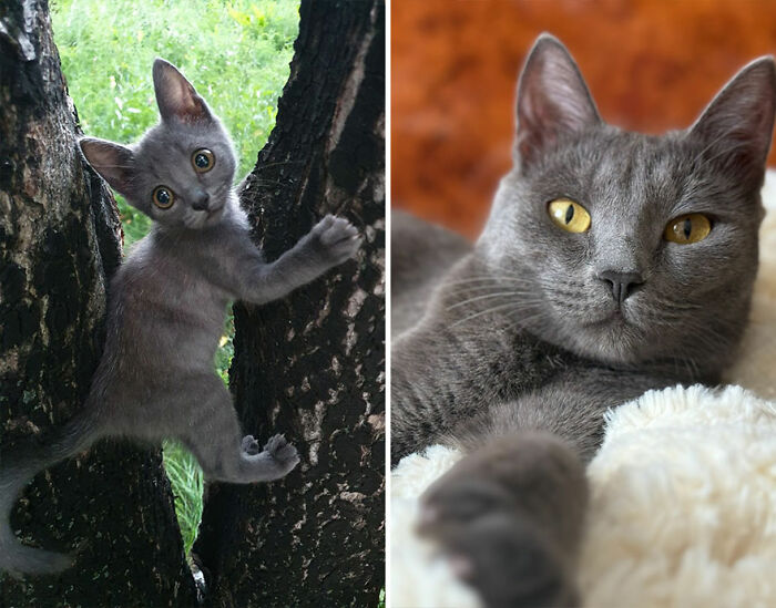 Gray kitten climbing tree on left and grown cat with yellow eyes resting on soft blanket on right, showing cat growth stages