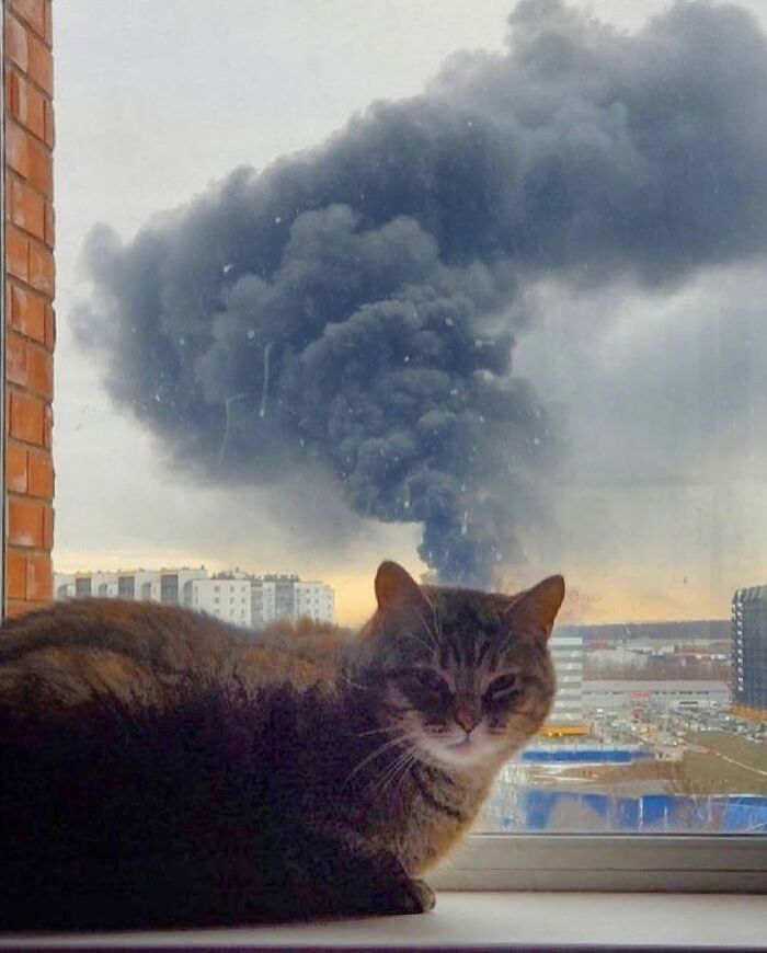 Cat resting on a windowsill with a large plume of smoke rising over a cityscape, showcasing breathtaking animal photos.