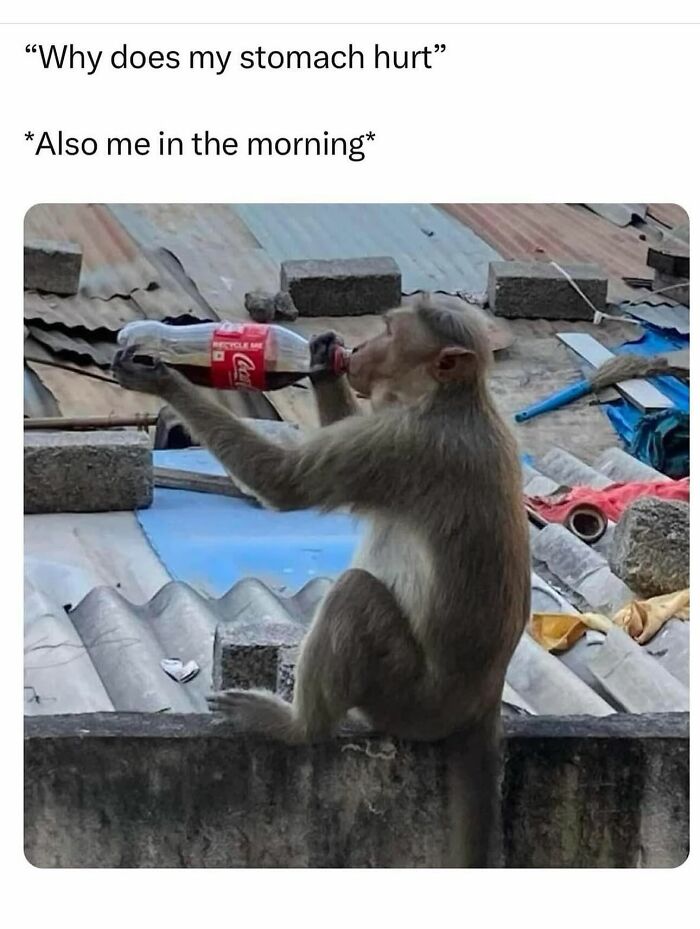 Monkey sitting on a ledge drinking from a soda bottle, a funny animal meme showing a relatable morning moment.