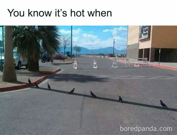 Birds standing apart in the sun on an empty street illustrate funny summer memes about heat and avoiding the outdoors.