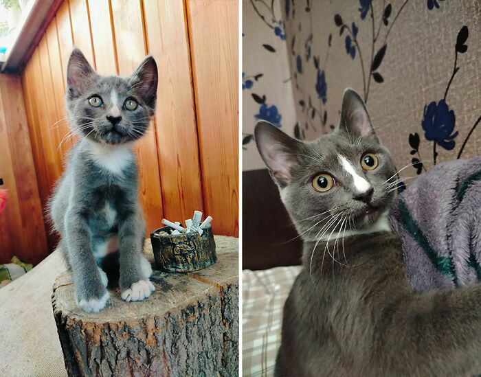 Gray and white kitten growing into a cat, showing changes in size and appearance over time.