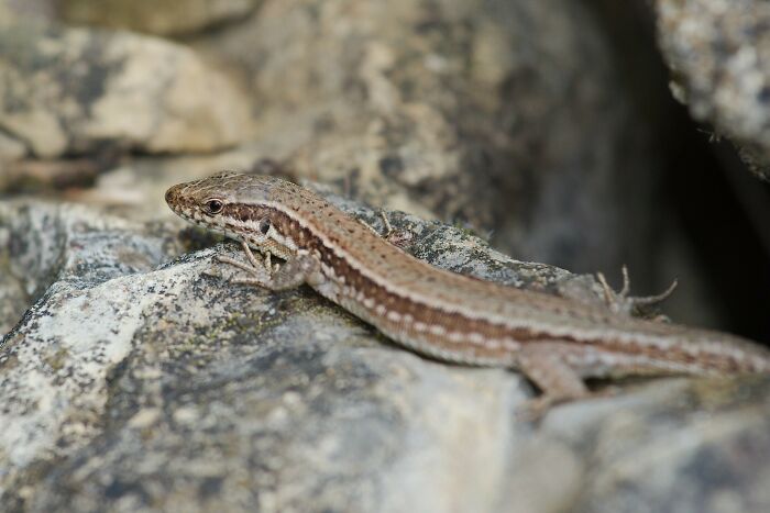Lizard resting on rocky surface with detailed scales and natural colors in outdoor setting related to medical professionals gasp items found.