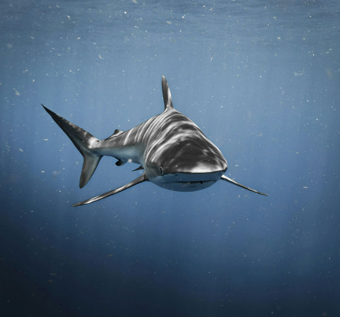 Great white shark swimming underwater, showcasing real animal behaviors that are both terrifying and strange in the ocean.