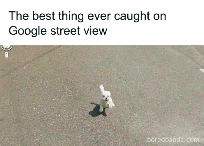 Small white dog captured on Google Street View, a funny dog meme highlighting relatable pet moments on pavement.