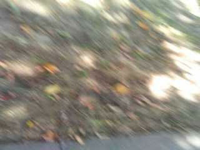 Blurred image showing scattered leaves on the ground, illustrating a package fell into ocean delivery mishap scenario.