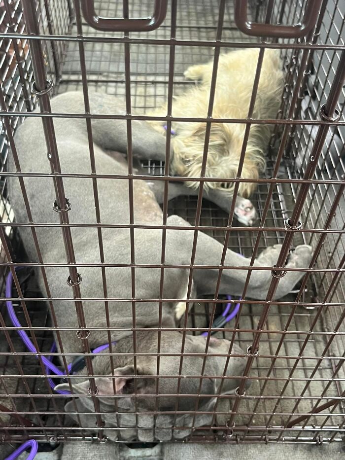 Two loyal stray pups lying closely together inside a metal cage, showing strong bond before rescue arrives.