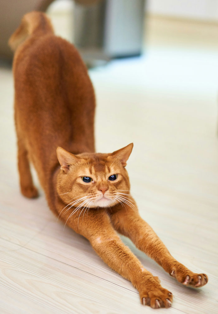 A reddish-brown cat stretching with claws extended exhibiting real animal behaviors that are as terrifying as they are strange.
