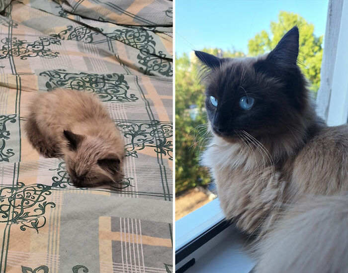 Kitten sleeping on a patterned blanket and grown cat with blue eyes looking outside on a sunny day.