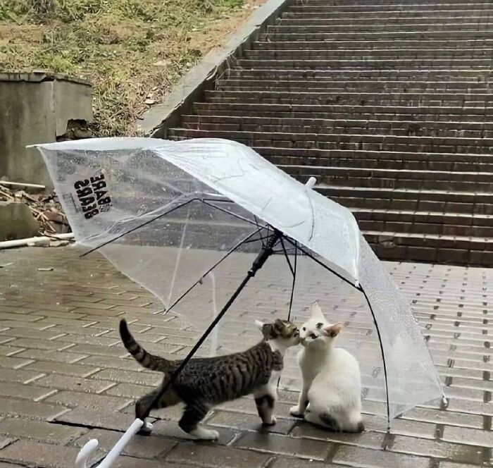 Two cats under a clear umbrella on a wet pavement, captured in a breathtaking animal photo from an Instagram page.
