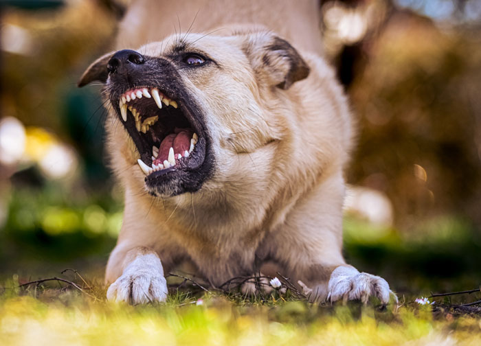 Aggressive real animal behavior captured as a snarling dog bares sharp teeth in a natural outdoor setting.