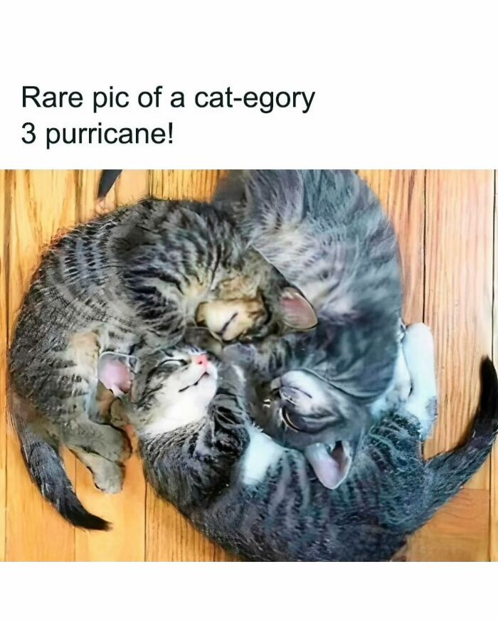 Three tabby cats cuddling in a circle on a wooden floor, a funny animal meme showcasing pure animal moments.