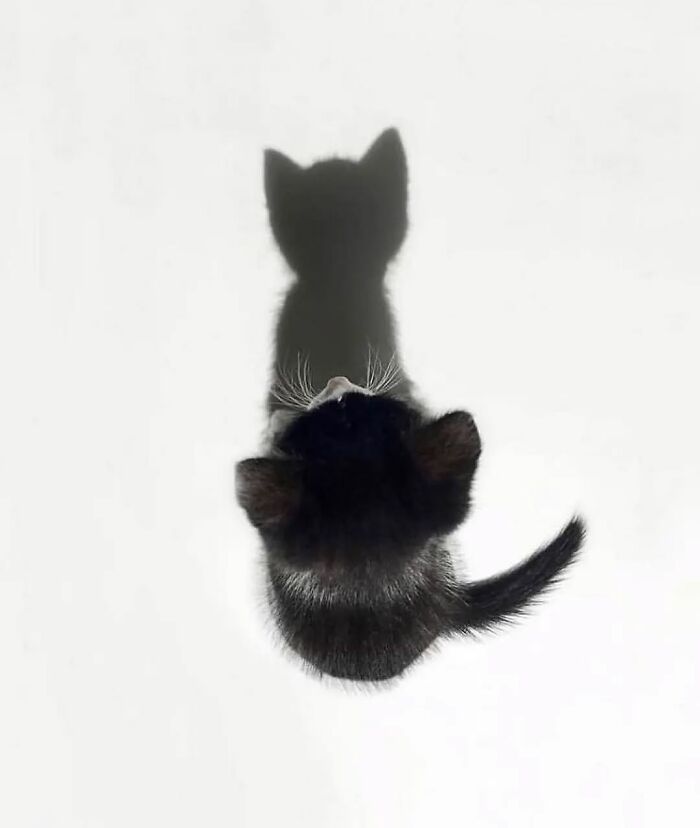 Black kitten casting a shadow resembling a cat, showcasing one of the breathtaking animal photos featured on an Instagram page.