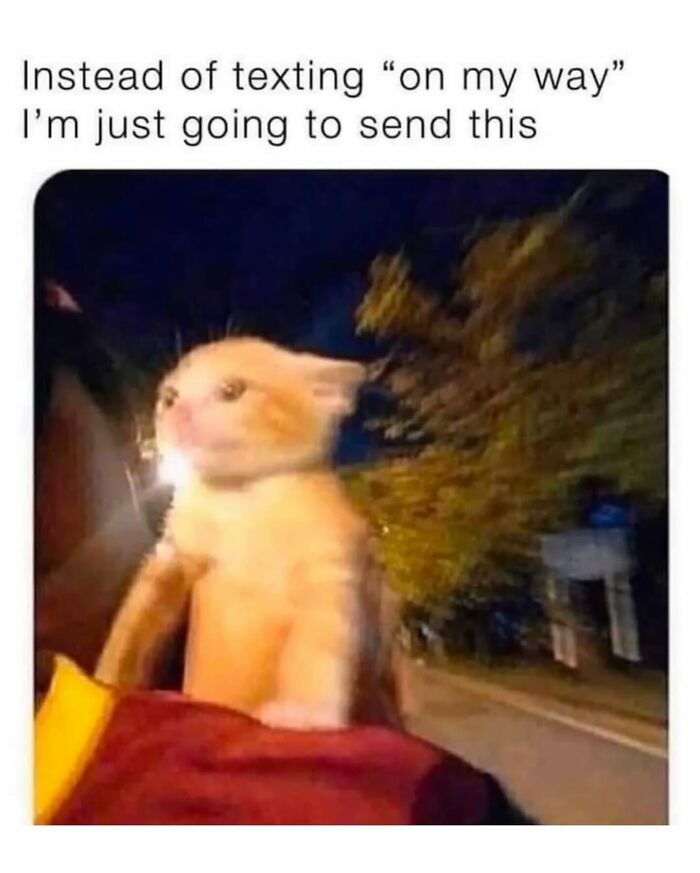 Blurry photo of a cat facing wind on a ride, featured in funny animal memes that are pure and heartwarming.