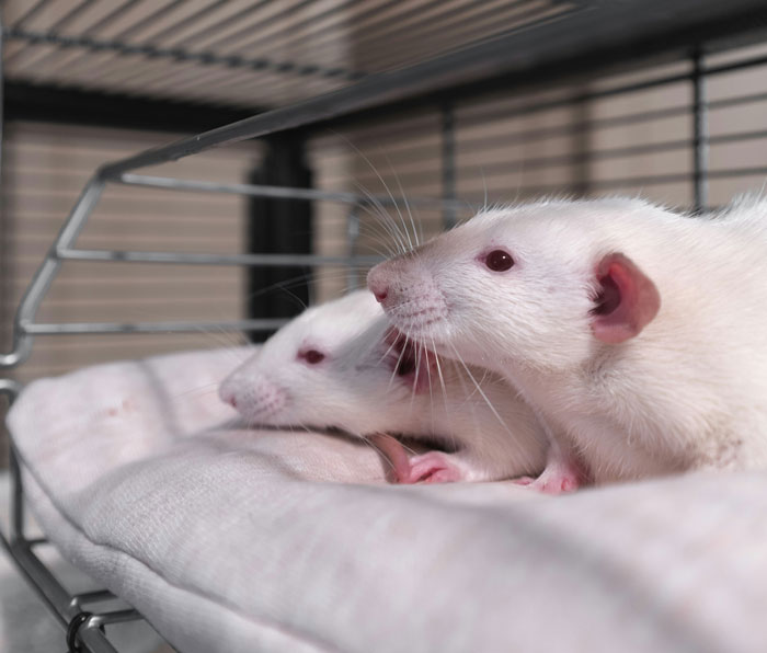 50 Scary Animal Behavior Facts That Might Horrify You