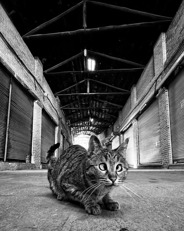 Tabby cat in an industrial setting, captured in a breathtaking animal photo with striking black and white contrast.