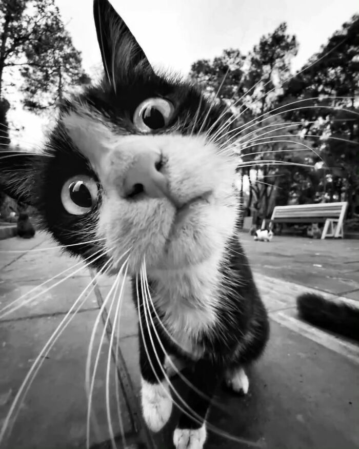 Close-up of a curious cat with wide eyes featured on an Instagram page collecting breathtaking animal photos.