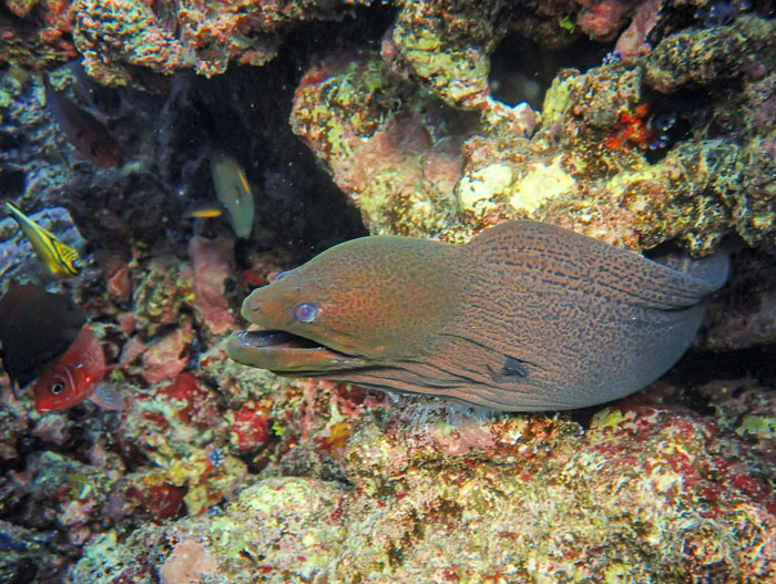 50 Scary Animal Behavior Facts That Might Horrify You