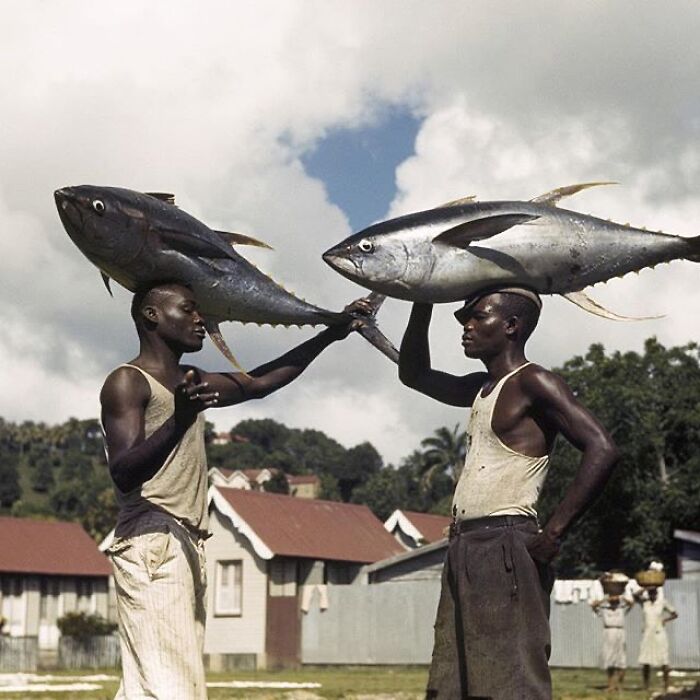 Two men balancing large fish on their heads outdoors in a breathtaking animal photo showcasing unique wildlife moments.