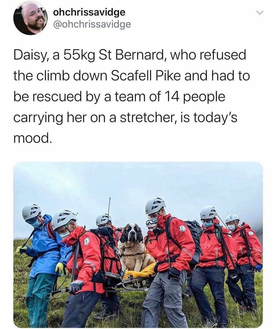 Rescue team carrying a St Bernard dog on a stretcher during a mountain rescue, reflecting British humor memes.