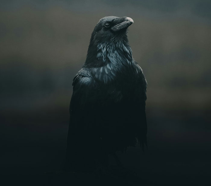 Close-up of a black raven in low light, illustrating real animal behaviors that are both terrifying and strange.