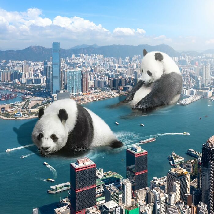 Two giant pandas edited into Hong Kong harbor, creating a surreal and playful urban scene with cityscape in the background.