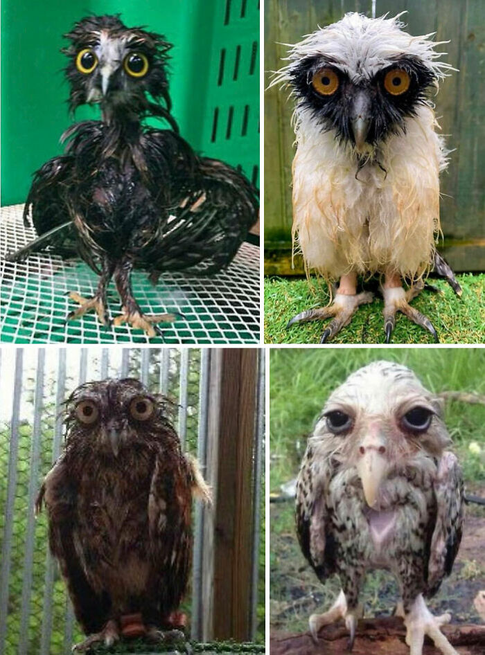 Four different wet owls with funny expressions, showcasing animals being their hilarious selves in various settings.