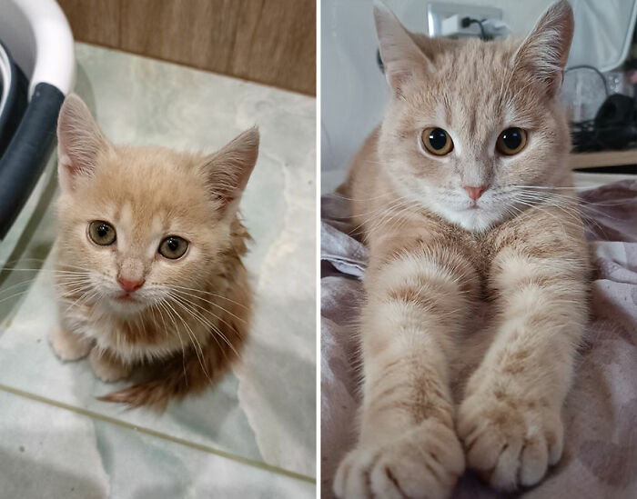 Side-by-side images showing a kitten growing into a cat with light orange fur and big eyes indoors.