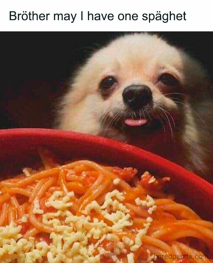 Cute dog with tongue out looking at a bowl of spaghetti, fitting into funny dog memes that are highly relatable.
