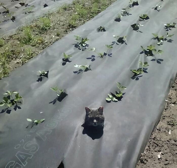 Cat poking head through plastic mulch in a garden bed, one of the breathtaking animal photos collected on Instagram.