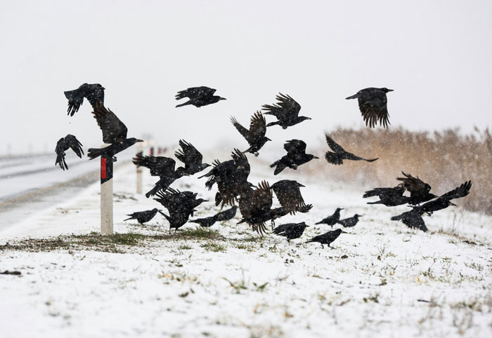 50 Scary Animal Behavior Facts That Might Horrify You