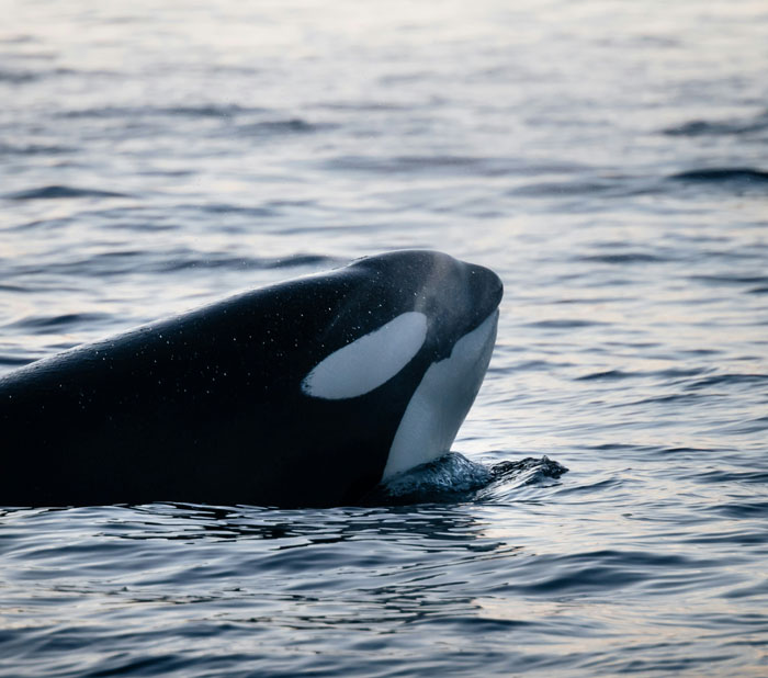 50 Scary Animal Behavior Facts That Might Horrify You