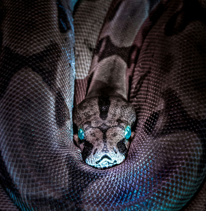 50 Scary Animal Behavior Facts That Might Horrify You