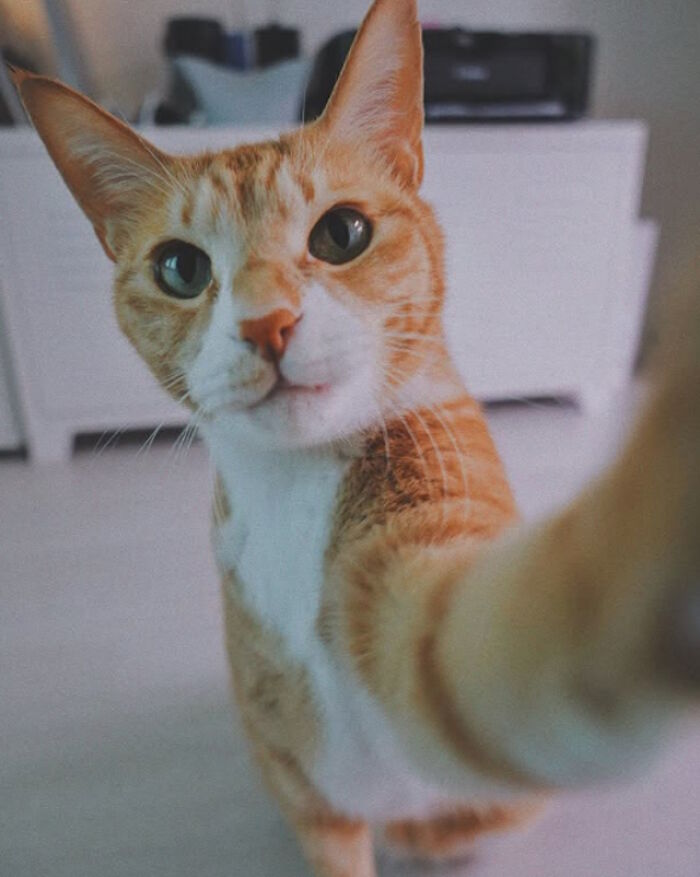 While You're Away, Your Cat's Taking Selfies (10 Pics)