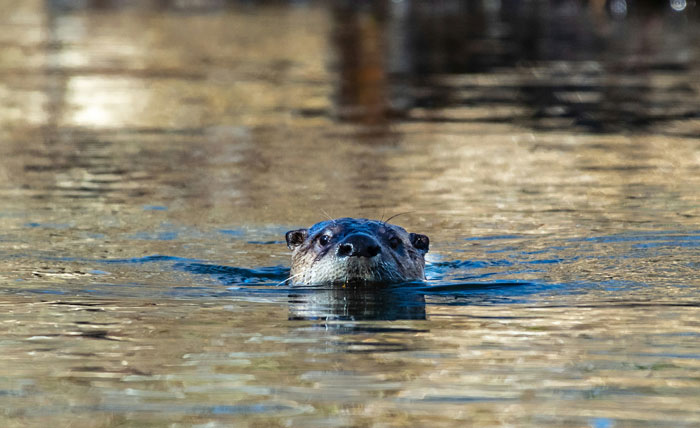 50 Scary Animal Behavior Facts That Might Horrify You