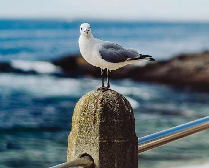 50 Scary Animal Behavior Facts That Might Horrify You