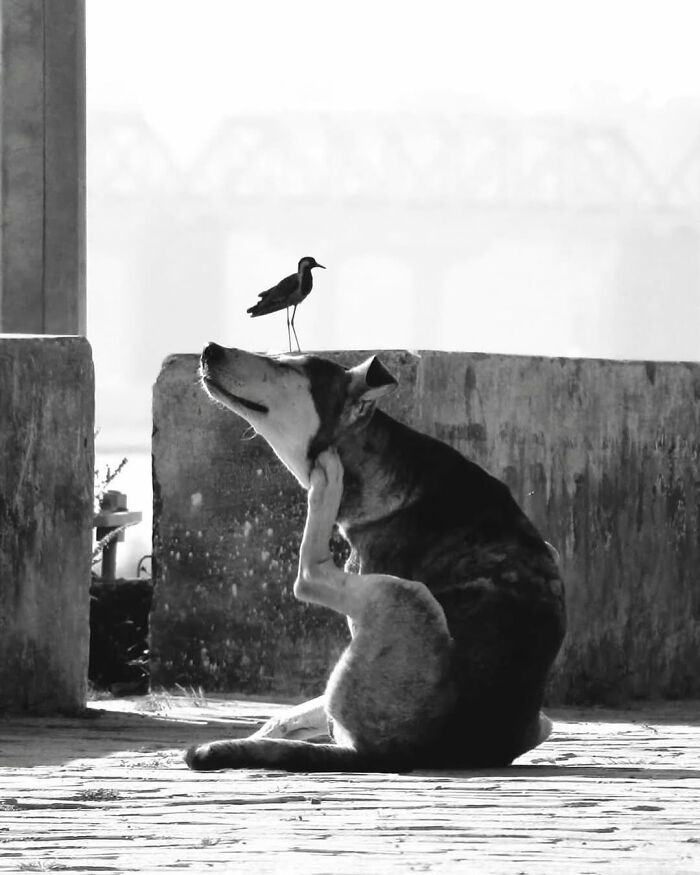 Black and white photo of a dog scratching itself with a bird perched on a nearby stone wall, breathtaking animal moment captured.
