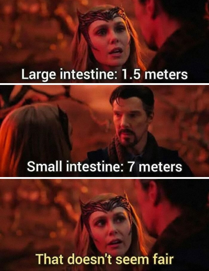 Scene from a movie meme explaining science facts about the large and small intestines with a humorous tone.
