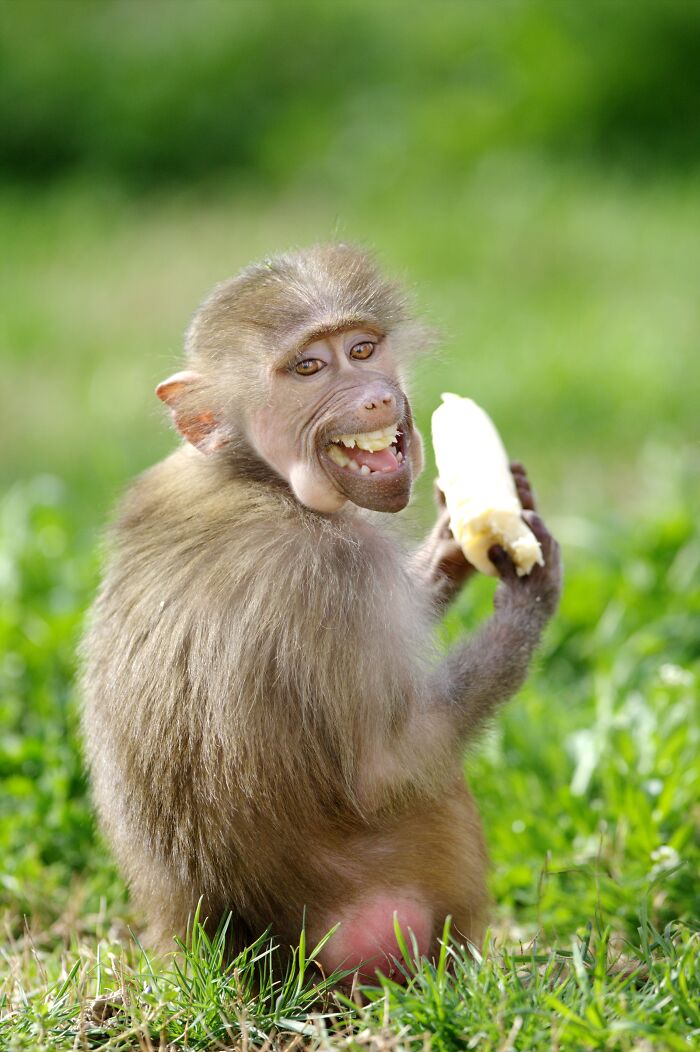 Young monkey eating a banana with a funny expression, one of the animals that didn’t mean to be funny but nailed it.