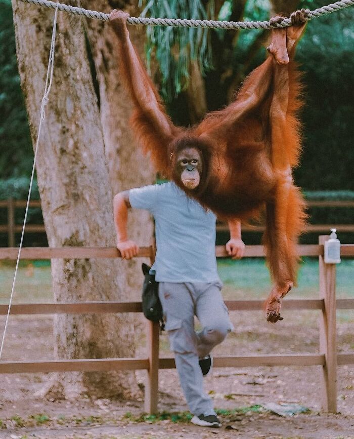 Orangutan hanging on a rope with a human whose head is replaced by the orangutan's face in a natural outdoor setting.