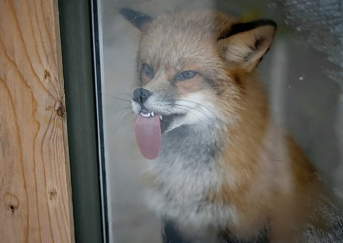 Fox making a funny face with tongue out behind glass in a collection of unphotogenic animal pics.
