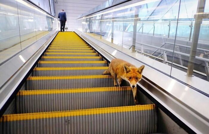 Fox walking down an escalator inside a glass building, showcasing a breathtaking animal photo from Instagram collection.